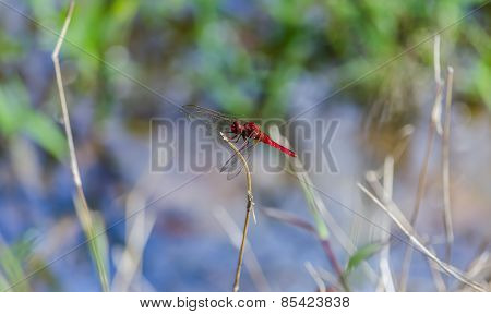 red dragon fly