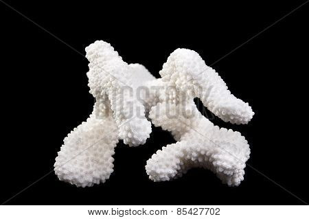 Sea Coral