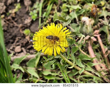 bee