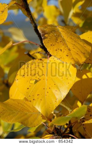 Las hojas de otoño amarillo