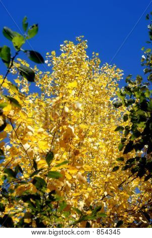 Hojas de otoño