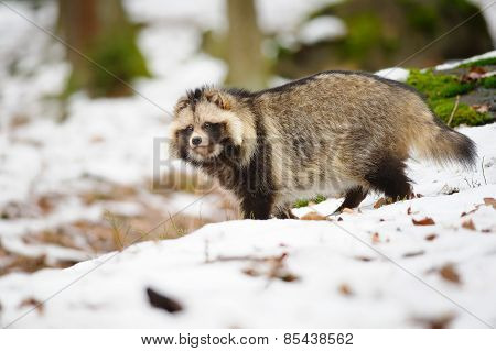 Raccoon Dog