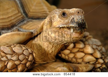 Tortuga del desierto