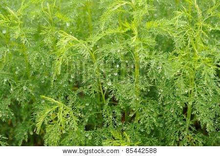 Green Southernwood (Artemisia Abrotanum) Plant
