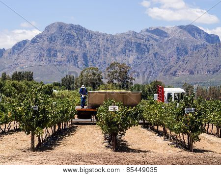 Vineyards in Winelands, Western Cape, South Africa