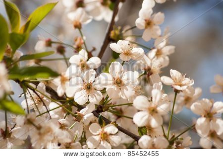 Cherry Blossoms