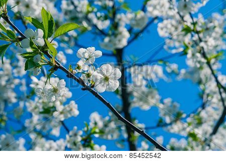 Cherry Blossoms