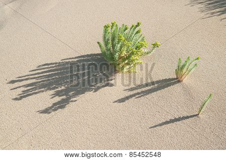 Long Shadows