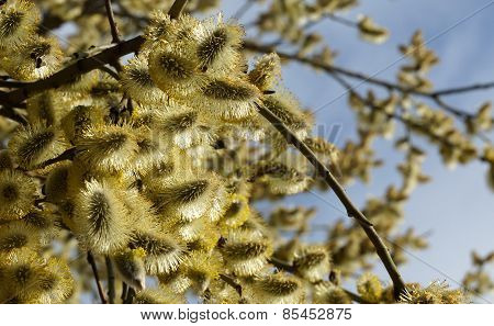 Willow Branches