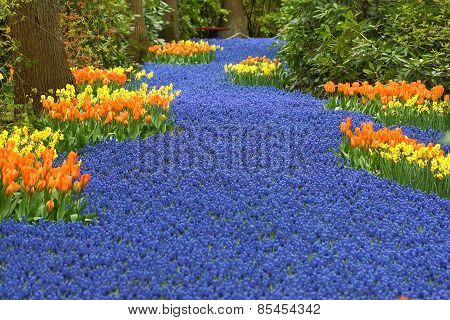 Blue River Of Muscari Flowers