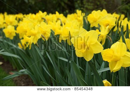Yellow Narcissus