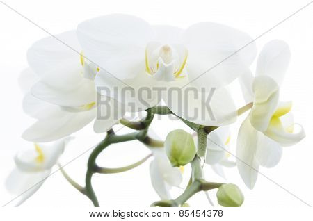 Aplectrum flower