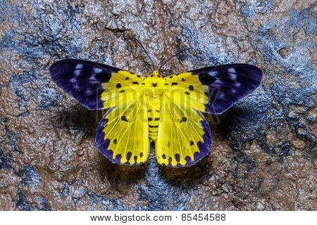 Top View Of Dysphania Militaris Moths