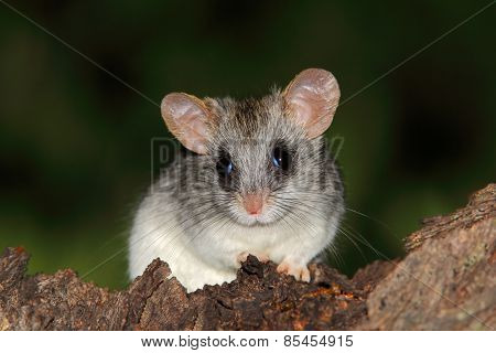 An Acacia tree rat (Thallomys paedulcus) sitting in a tree, South Africa