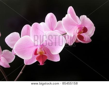 Aplectrum Flower