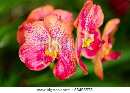 Arada Sayan Orchid Flower