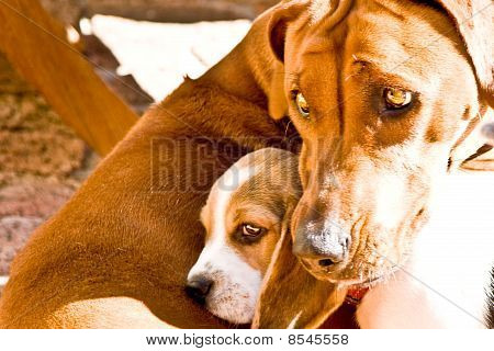 Protezione cucciolo di cane