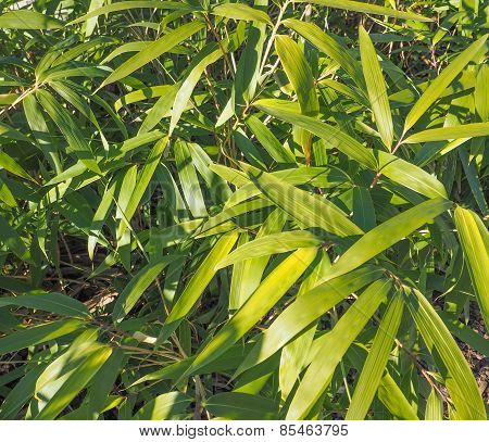 Bamboo Tree