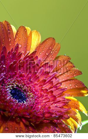 Transvaal daisy flower in rain drops