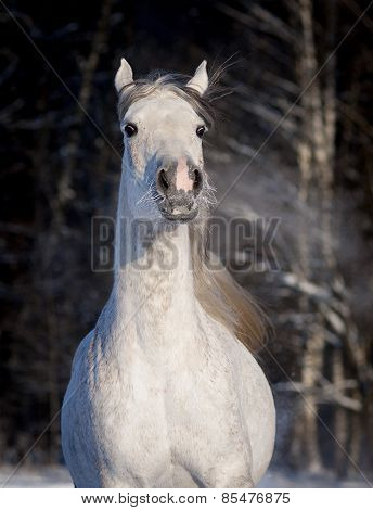 Arab Horse Runs Free In Winter Portrait