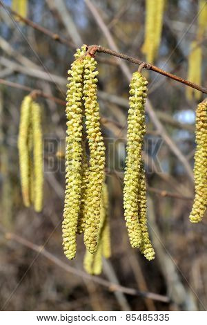 Spring. Catkins Of Hazel Closeup