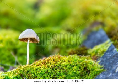 Forest Toadstool