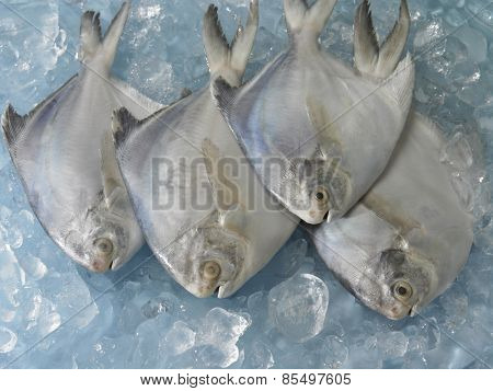 White pomfret on top of ice