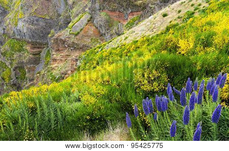 Pride of Madeira - Echium Fastuosum, Pico do Arieiro, Portugal, Europe