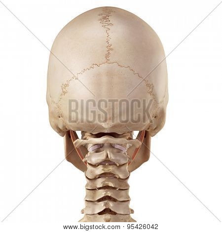 medical accurate illustration of the stylohyoid