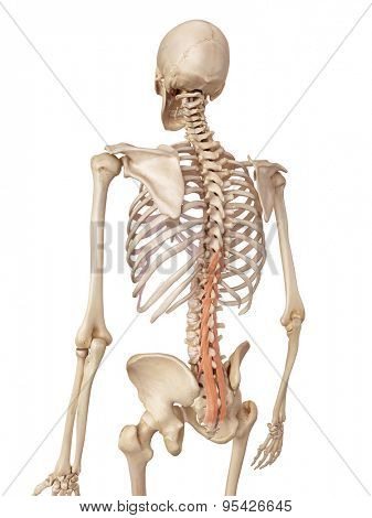 medical accurate illustration of the multifidus