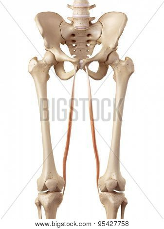medical accurate illustration of the gracilis