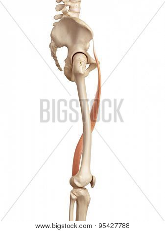 medical accurate illustration of the sartorius