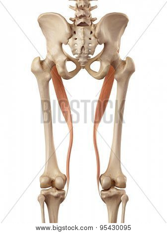 medical accurate illustration of the sartorius