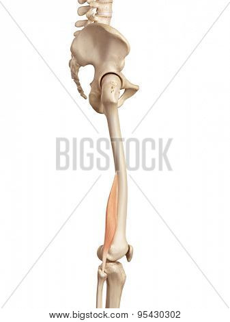 medical accurate illustration of the biceps femoris short