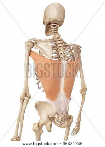 medical accurate illustration of the latissimus dorsi