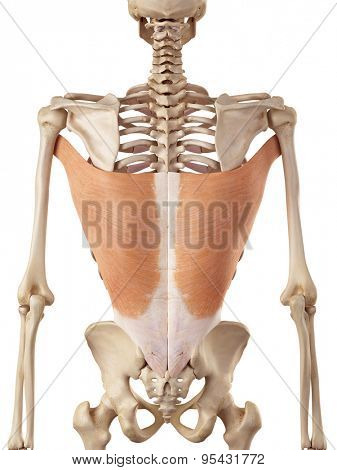 medical accurate illustration of the latissimus dorsi
