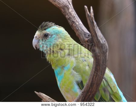 Pappagallo