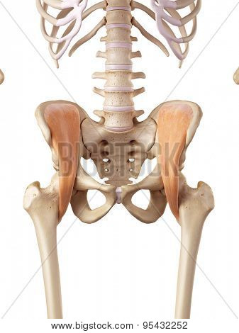 medical accurate illustration of the iliacus