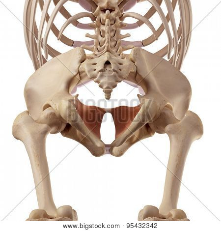 medical accurate illustration of the coccygeus