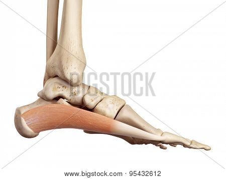 medical accurate illustration of the abductus hallucis