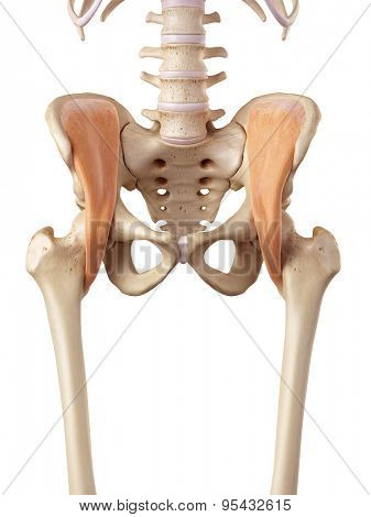 medical accurate illustration of the iliacus