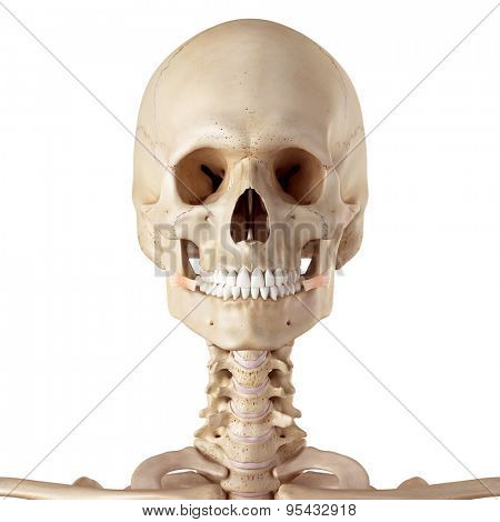 medical accurate illustration of the risorius