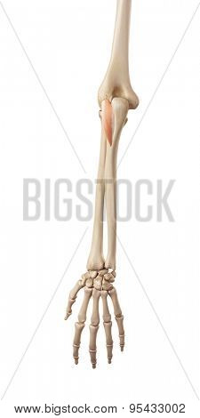 medical accurate illustration of the anconeous