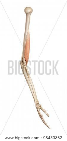 medical accurate illustration of the brachialis