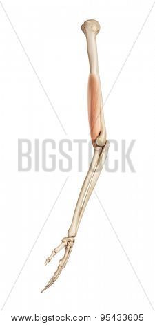 medical accurate illustration of the brachialis
