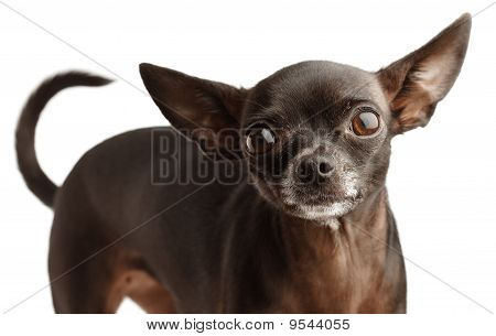 Chihuahua สีดำ