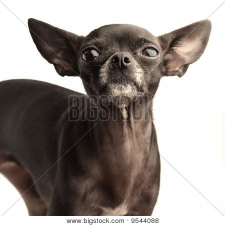 chihuahua สีดำ