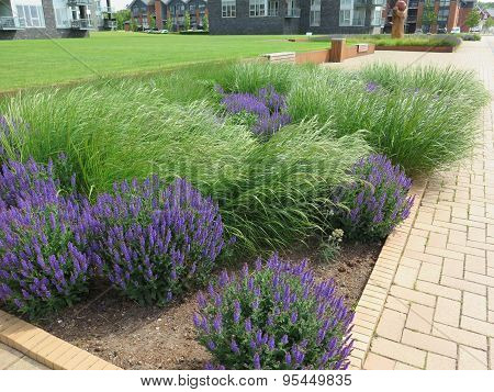 Grass And Lavender
