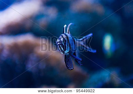 Colorful fish in aquarium saltwater world
