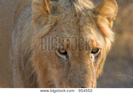 Lejon